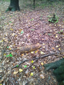pocisk artyleryjski, owalnego kształtu, o długości 30 cm, średnicy 15 cm, ujawniony w lesie