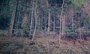 Las wieczorową porą