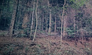 Las wieczorową porą