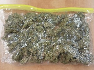 W worku foliowym zabezpieczona marihuana