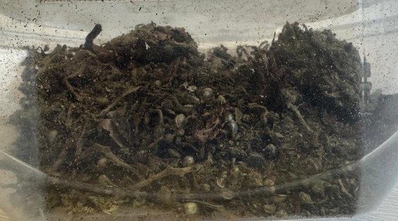 Marihuana w plastikowym pojemniku