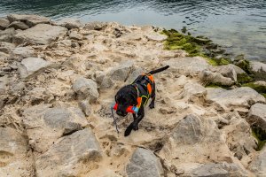 Pies ratowniczy na brzegu jeziora