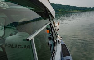 Pies ratowniczy siedzący na łodzi policyjnej